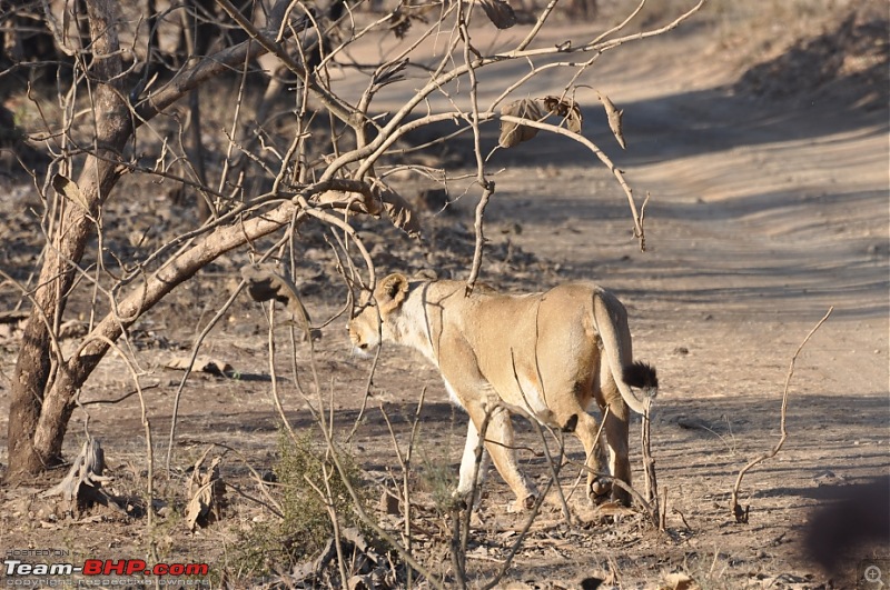 Sasan Gir  The Last Home to Asiatic Lion-girnp-223.jpg