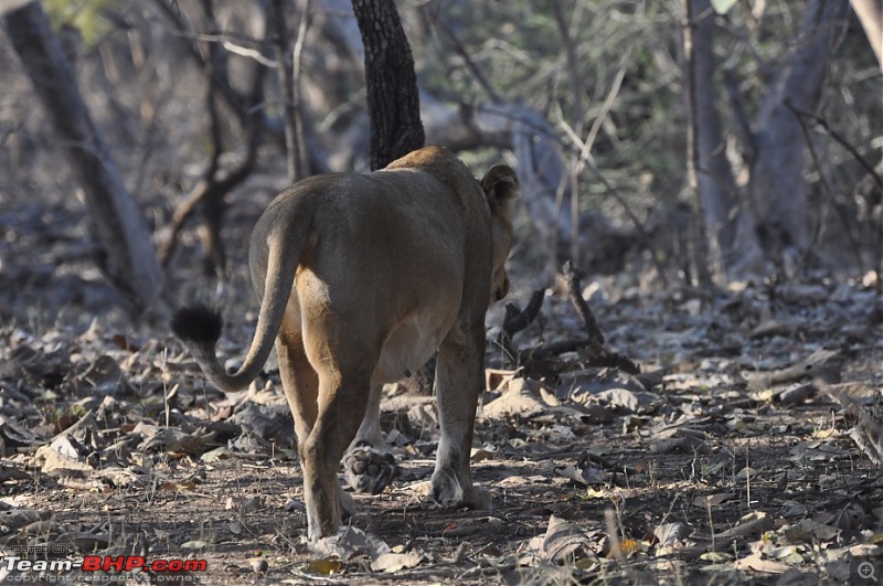 Sasan Gir  The Last Home to Asiatic Lion-girnp-234.jpg