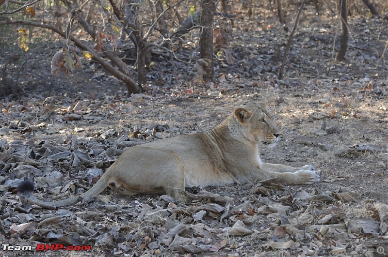 Sasan Gir  The Last Home to Asiatic Lion-girnp-239.jpg