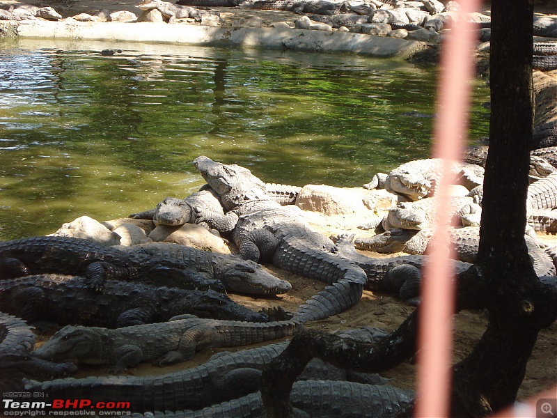 Trip to Chennai, Pichawaram and the A&N islands.-crocodile-park.jpg