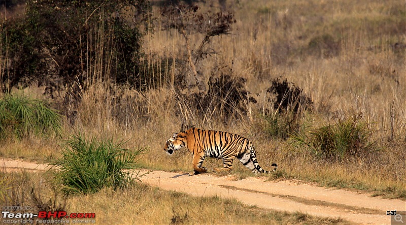 Reflections on Wildlife Addictions "Pench and Kanha National Park"-img_1210.jpg