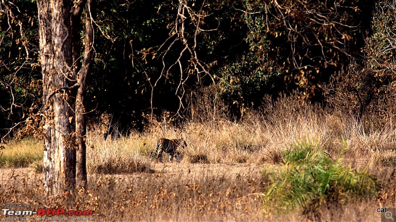 Reflections on Wildlife Addictions "Pench and Kanha National Park"-img_12511.jpg