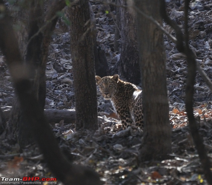 Sasan Gir  The Last Home to Asiatic Lion-girnp-295.jpg