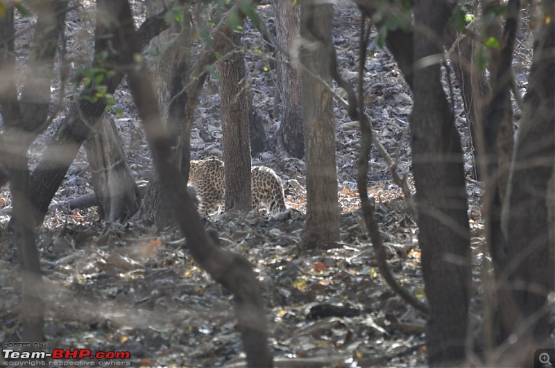 Sasan Gir  The Last Home to Asiatic Lion-girnp-296.jpg