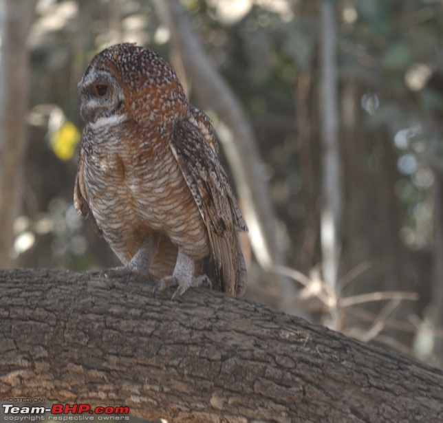 Sasan Gir  The Last Home to Asiatic Lion-girnp-298.jpg