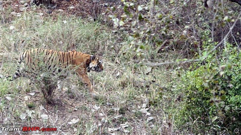 Mission Spot a Tiger @ Sariska - Project Tiger Reserve, Attempt No - 2-img_1852.jpg