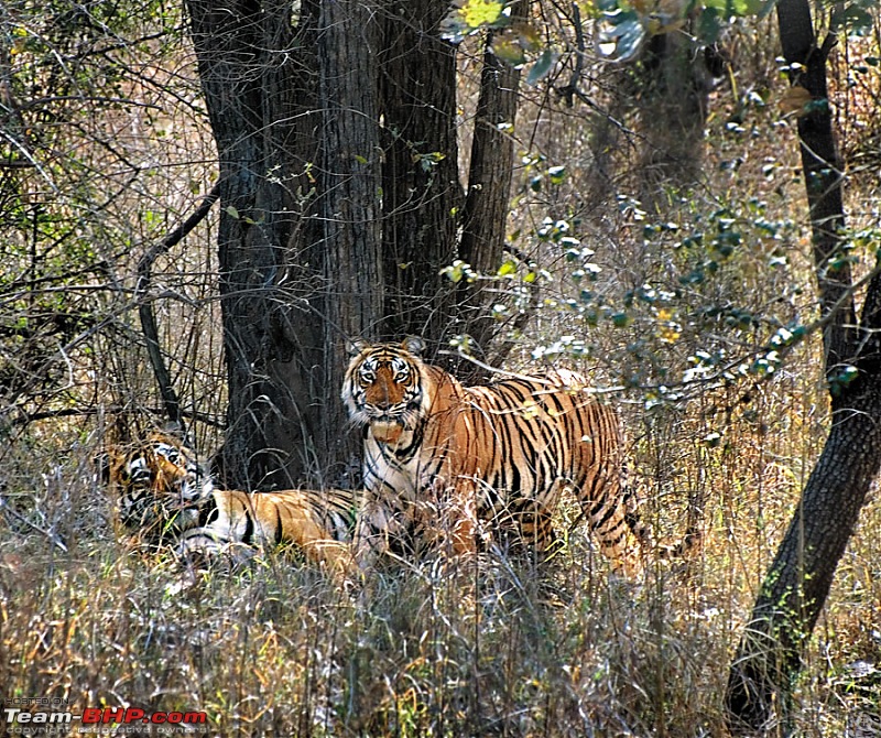 Gurgaon - Sariska - Gurgaon - Phew...Finally sighted one of the Tiger Cubs of ST2-9425066834d91b0bbe9019.jpg