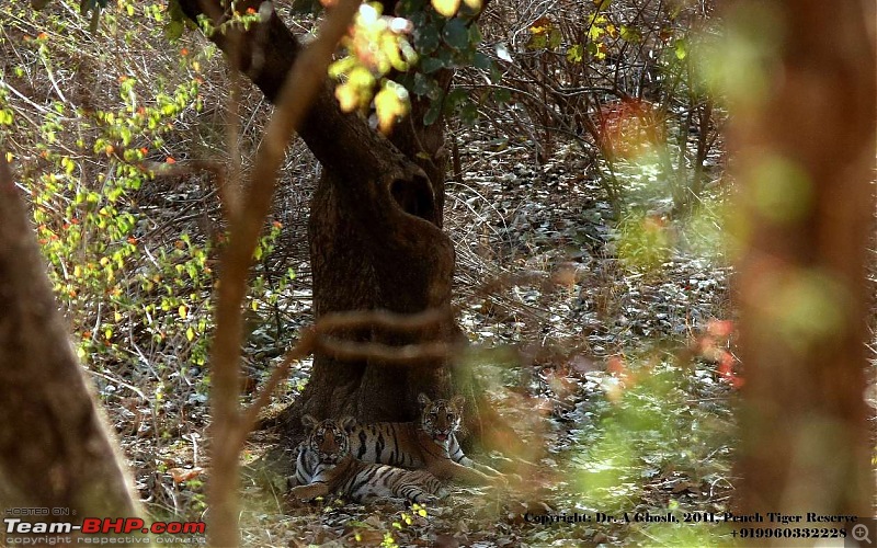Pench Tiger Reserve - New season starts with a Bang !!!-img_1133edit.jpg