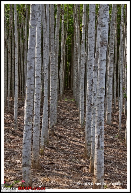 Civved : Yercaud via Mahabalipuram and Pondicherry-dsc_6669p.jpg