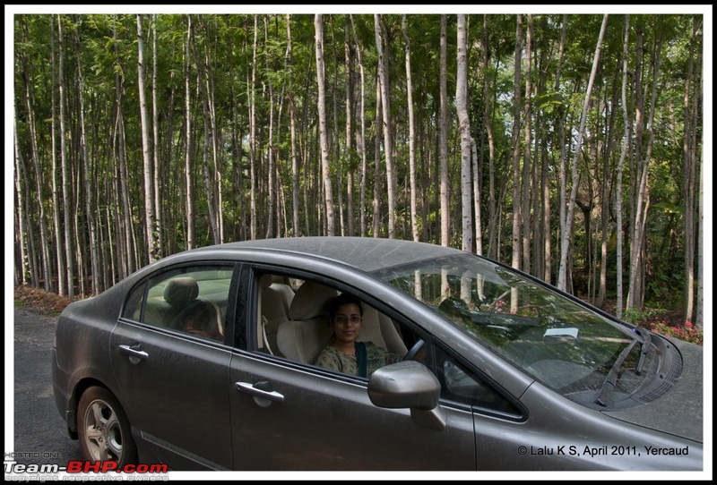 Civved : Yercaud via Mahabalipuram and Pondicherry-dsc_6711p.jpg