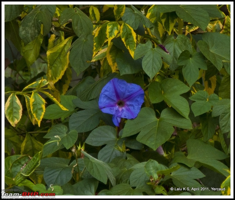 Civved : Yercaud via Mahabalipuram and Pondicherry-dsc_6731p.jpg