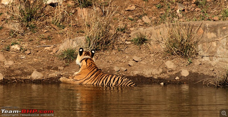 Mission Spot a Tiger @ Sariska - Project Tiger Reserve, Attempt No - 2-img_2207b.jpg