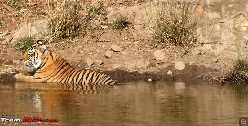 Mission Spot a Tiger @ Sariska - Project Tiger Reserve, Attempt No - 2-img_2209a.jpg