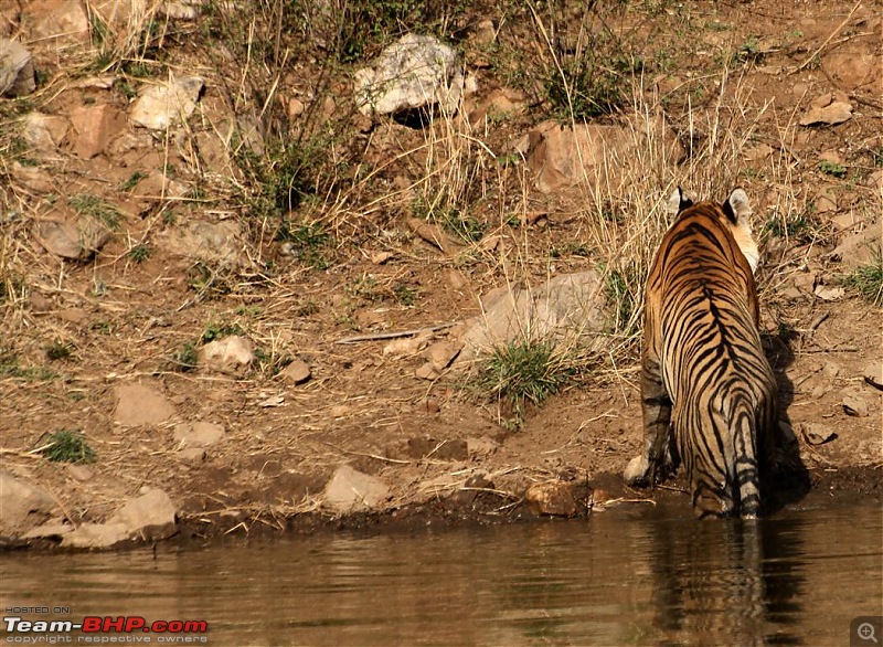 Mission Spot a Tiger @ Sariska - Project Tiger Reserve, Attempt No - 2-img_2211a.jpg