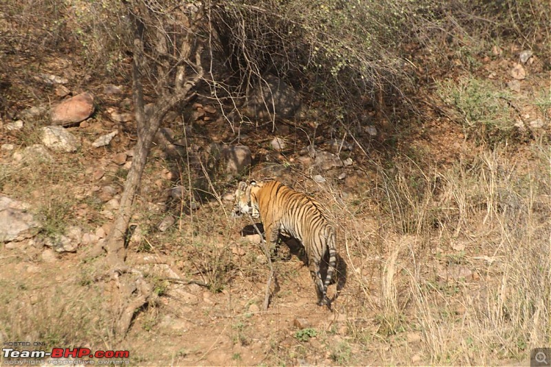 Mission Spot a Tiger @ Sariska - Project Tiger Reserve, Attempt No - 2-img_2217.jpg