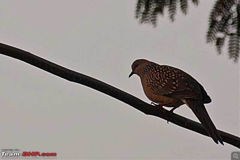 Trip to Bandipur and Nilgiris  off the beaten track-img_1408.jpg