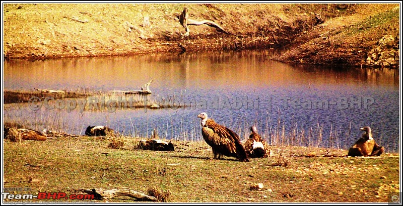 For how long we will be able to see Pench...?-23vulture-family.jpg