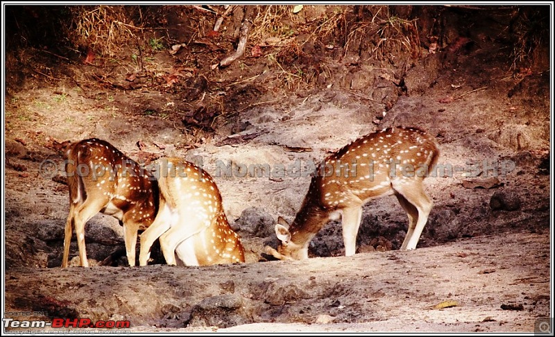 For how long we will be able to see Pench...?-27saltreapers.jpg