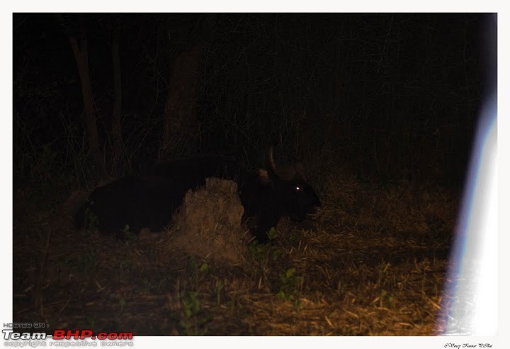 Looking for the ever elusive Tiger in Tirunelly forest near Wayanad-alpha-male.jpg