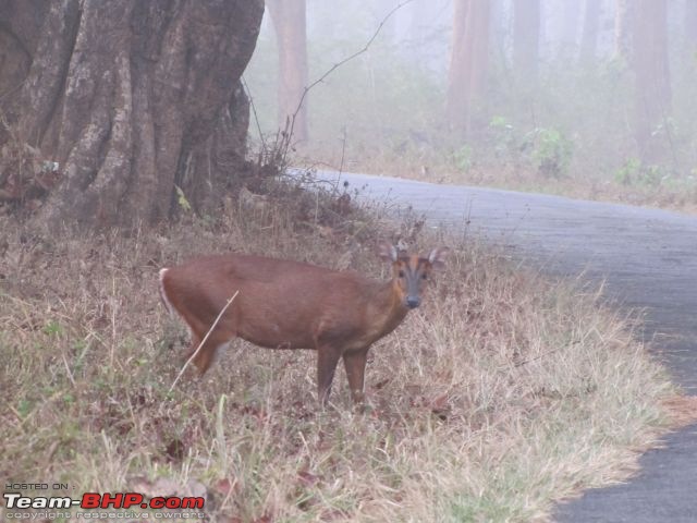 Looking for the ever elusive Tiger in Tirunelly forest near Wayanad-barking-deer.jpg