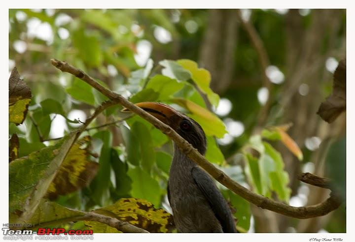 Name:  Hornbill.jpg
Views: 8978
Size:  57.8 KB