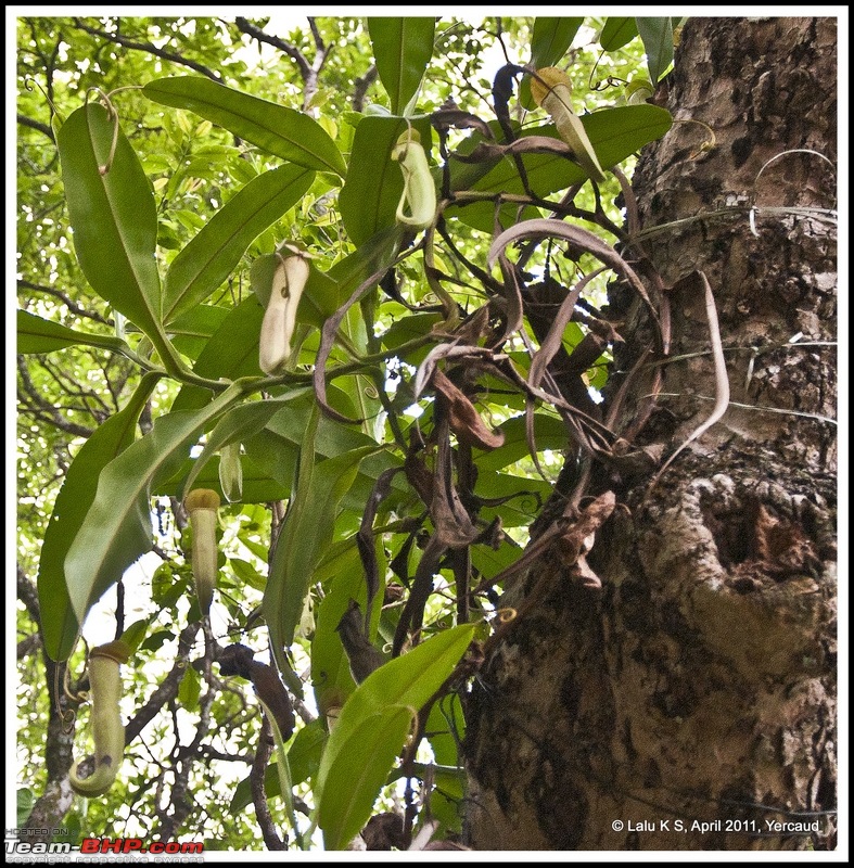 Civved : Yercaud via Mahabalipuram and Pondicherry-dsc_6862p.jpg