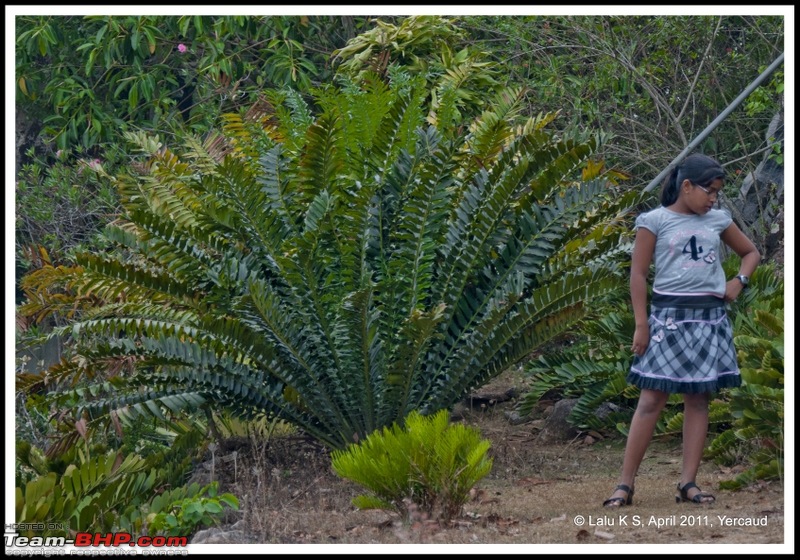 Civved : Yercaud via Mahabalipuram and Pondicherry-dsc_6913p.jpg