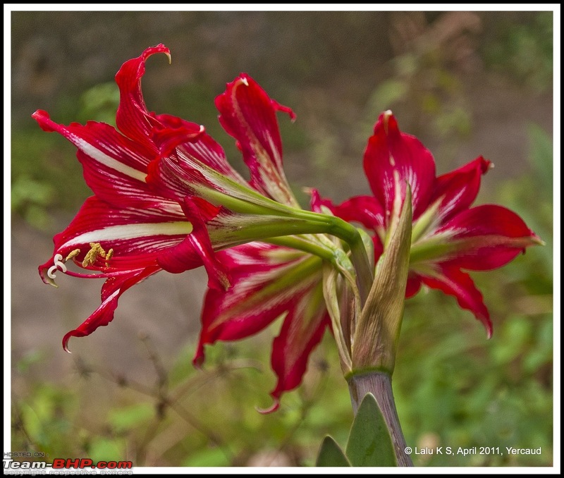 Civved : Yercaud via Mahabalipuram and Pondicherry-dsc_6901p.jpg