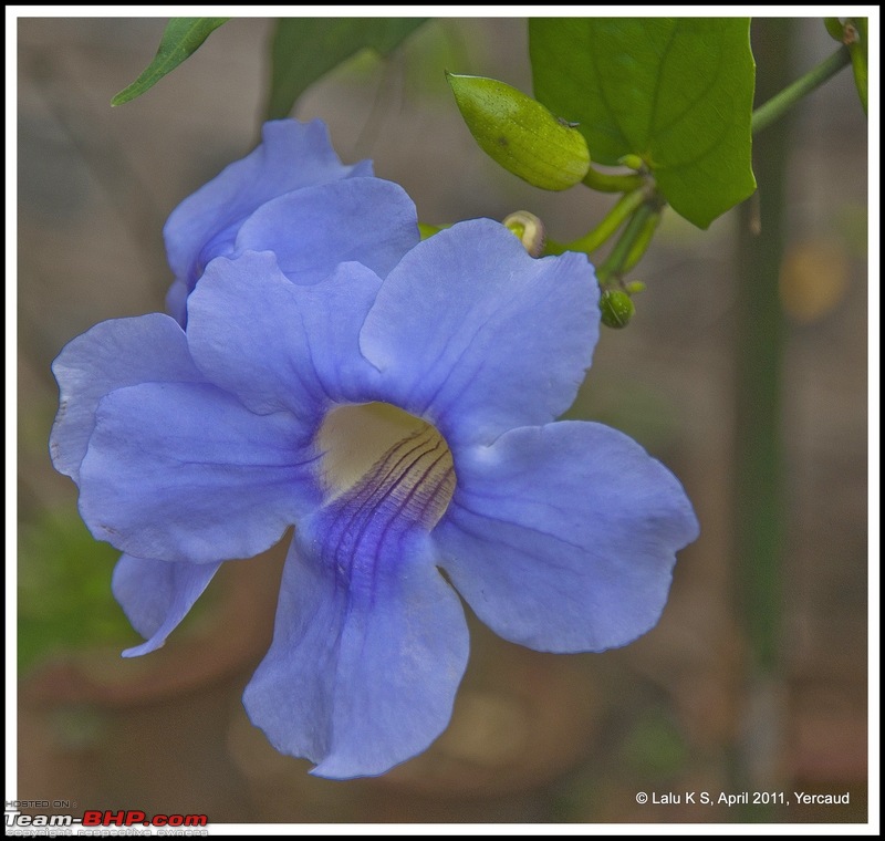 Civved : Yercaud via Mahabalipuram and Pondicherry-dsc_6905p.jpg