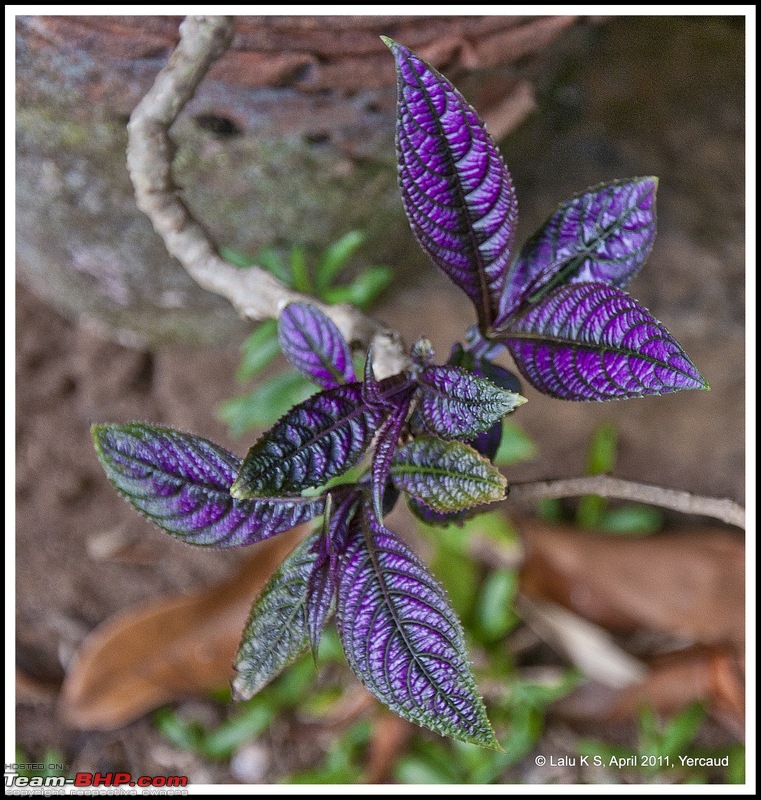 Civved : Yercaud via Mahabalipuram and Pondicherry-dsc_6919p.jpg