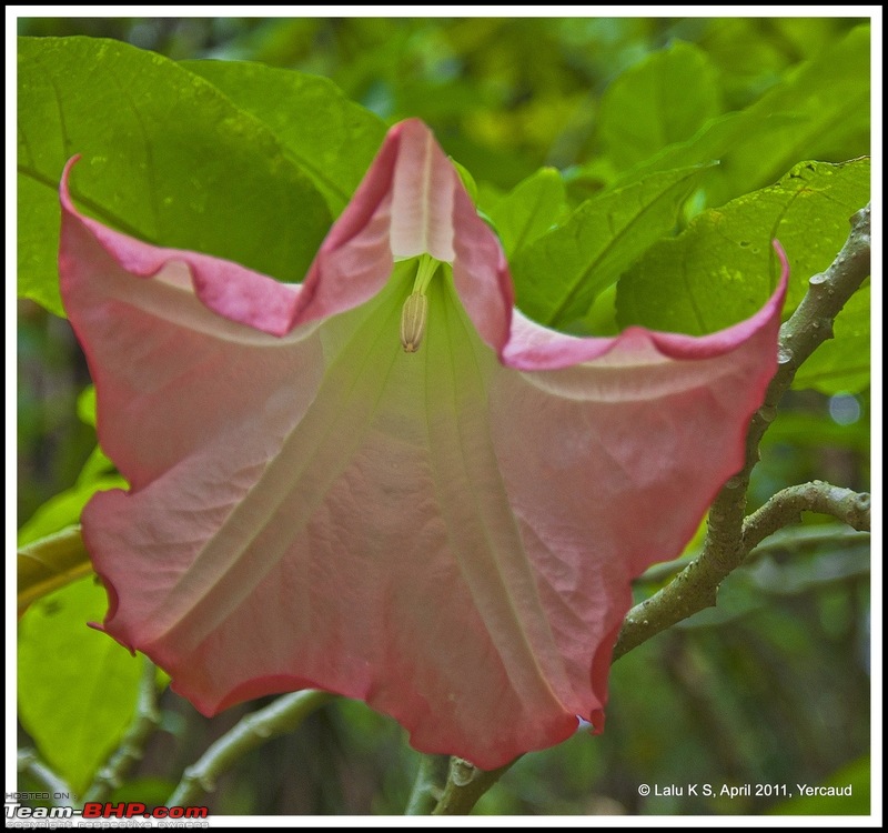 Civved : Yercaud via Mahabalipuram and Pondicherry-dsc_6934p.jpg