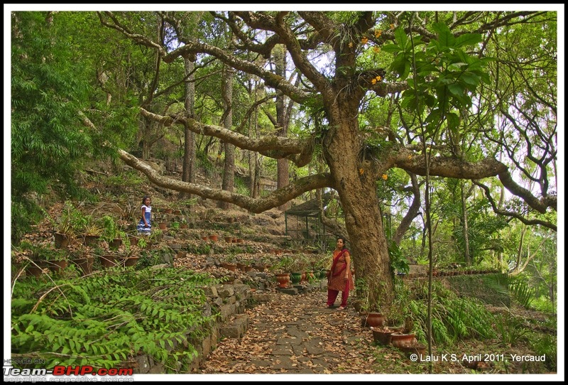 Civved : Yercaud via Mahabalipuram and Pondicherry-dsc_6942p.jpg