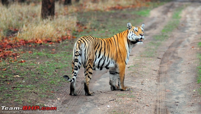 Gurgaon - Jhansi - Khajuraho - Bandhavgarh - Pench - Kanha - Bhedaghat - Gurgaon-4353.jpg