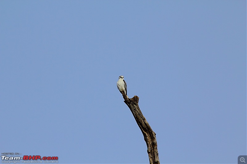 A Week-long Wildlife Adventure - Kanha & Bandhavgarh-img_1158.jpg