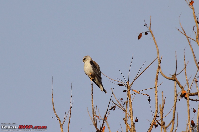 A Week-long Wildlife Adventure - Kanha & Bandhavgarh-img_1162.jpg