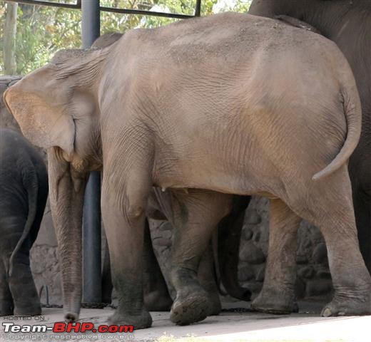 Quick trip : Patiala & Mahendra chaudhury Zoological PARK:Chhatbir (Drive in zoo)-img_2812b.jpg