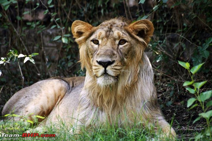 Quick trip : Patiala & Mahendra chaudhury Zoological PARK:Chhatbir (Drive in zoo)-img_2836a.jpg