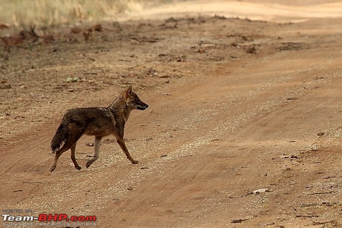 A Week-long Wildlife Adventure - Kanha & Bandhavgarh-img_1171.jpg