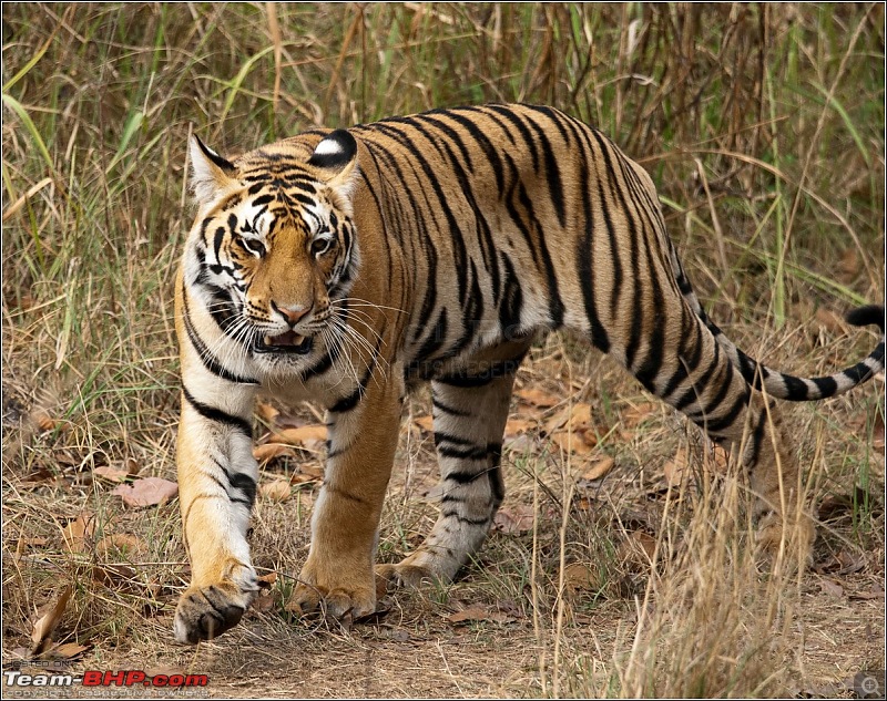 Two Men & A Baby - In Search Of The Stripes-mp-tiger-hunt-114.jpg