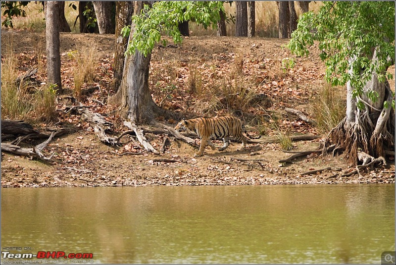 Two Men & A Baby - In Search Of The Stripes-mp-tiger-hunt-67.jpg