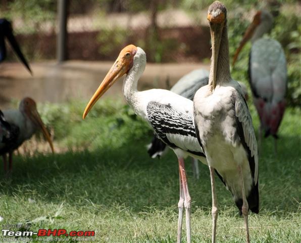 Quick trip : Patiala & Mahendra chaudhury Zoological PARK:Chhatbir (Drive in zoo)-img_2874.jpg