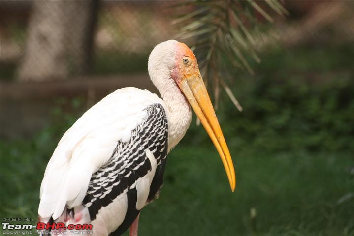 Quick trip : Patiala & Mahendra chaudhury Zoological PARK:Chhatbir (Drive in zoo)-img_2889.jpg