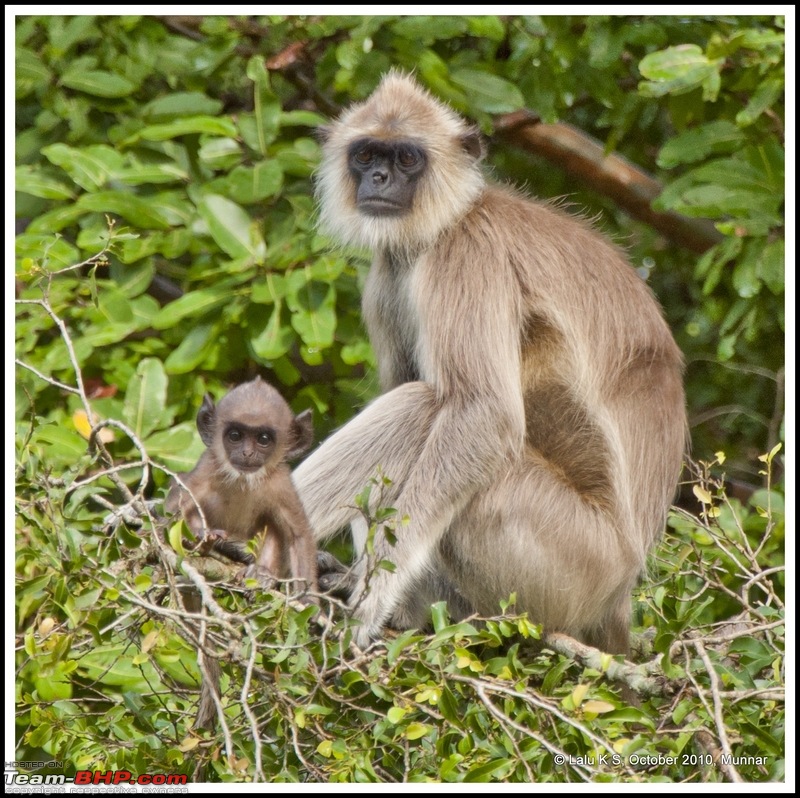 Civved : Kodaikanal, Munnar-_dsc4014p_1.jpg