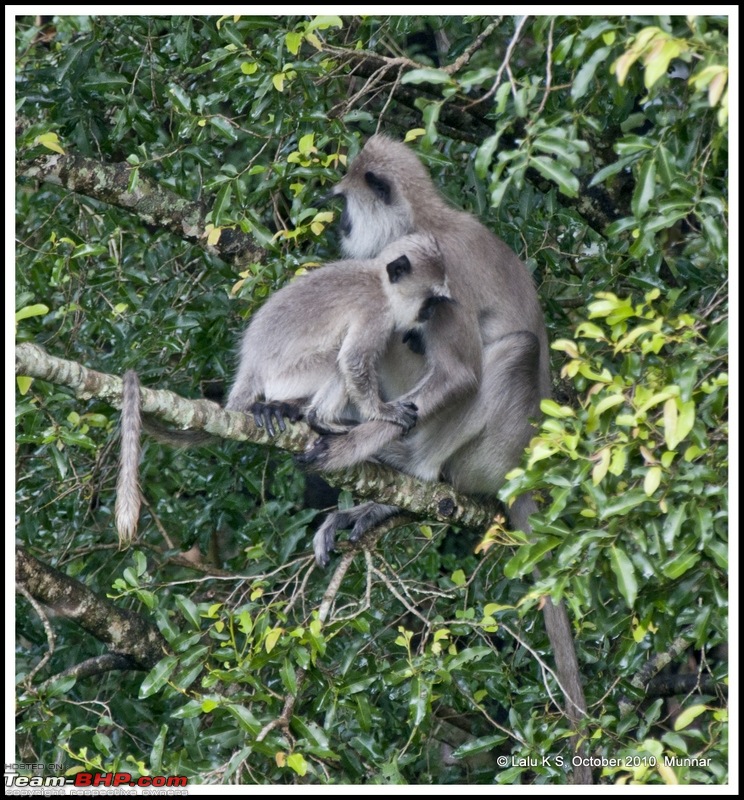 Civved : Kodaikanal, Munnar-_dsc4087p.jpg