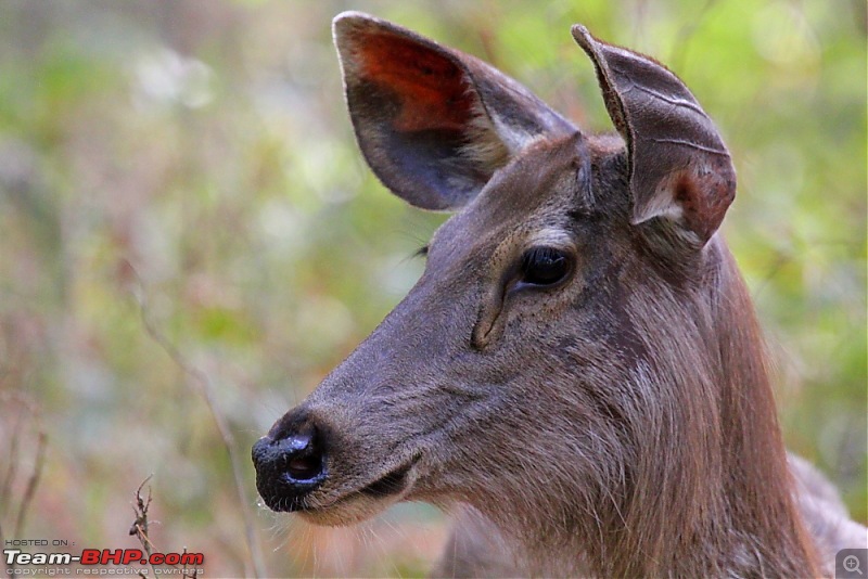 A Week-long Wildlife Adventure - Kanha & Bandhavgarh-img_1247.mod.jpg