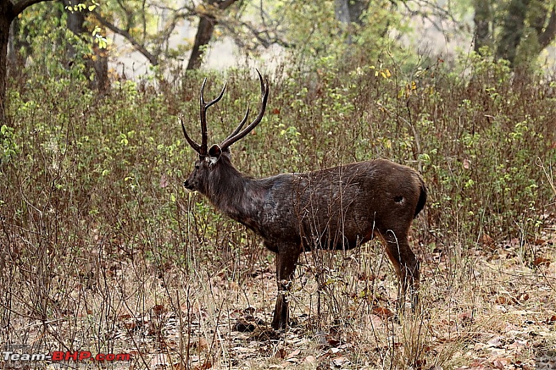 A Week-long Wildlife Adventure - Kanha & Bandhavgarh-img_1140.mod.jpg