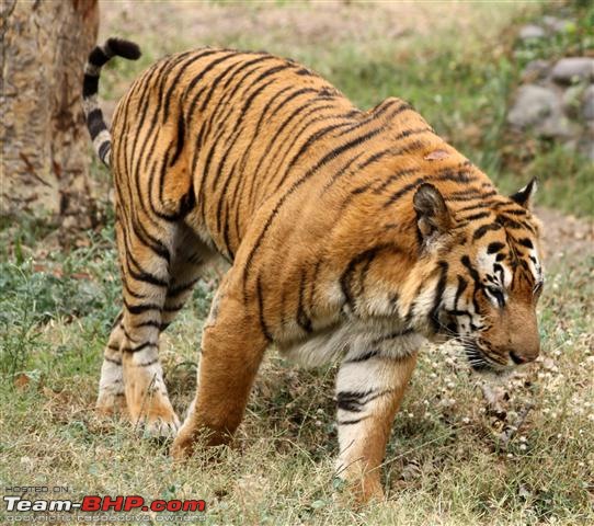 Quick trip : Patiala & Mahendra chaudhury Zoological PARK:Chhatbir (Drive in zoo)-img_2988a.jpg