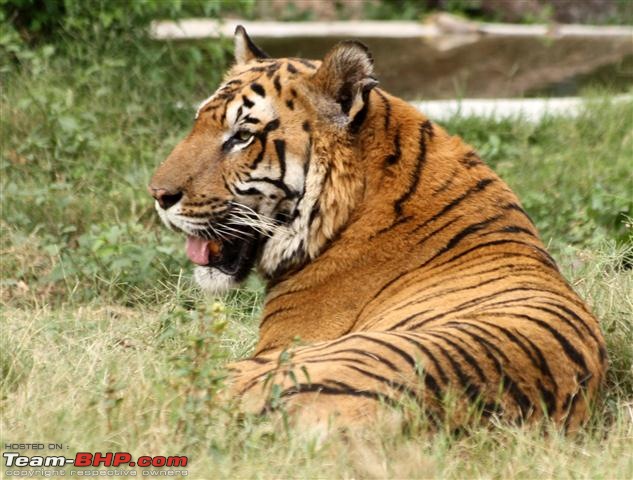 Quick trip : Patiala & Mahendra chaudhury Zoological PARK:Chhatbir (Drive in zoo)-img_3010a.jpg