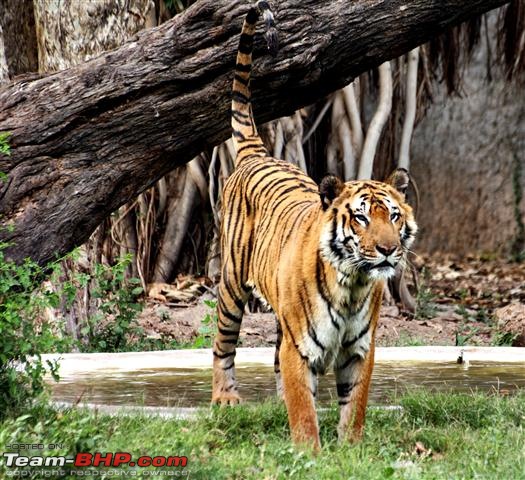 Quick trip : Patiala & Mahendra chaudhury Zoological PARK:Chhatbir (Drive in zoo)-img_3025a.jpg