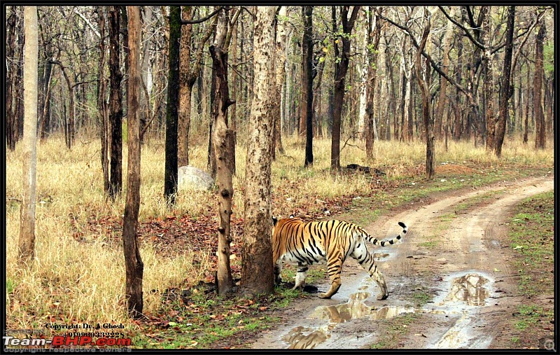 Pench Tiger Reserve - New season starts with a Bang !!!-img_2279.jpg